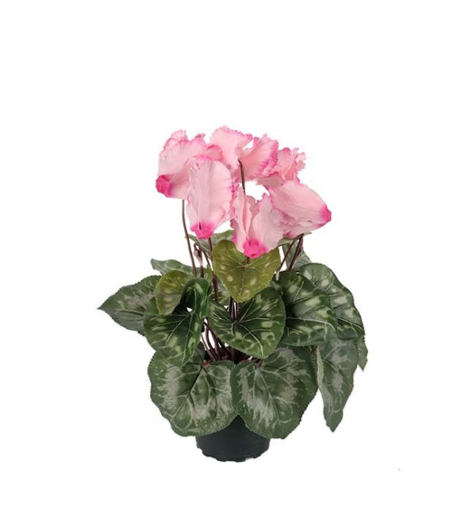 Cyclamen rosa