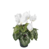 Cyclamen hvit stor