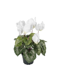 Cyclamen hvit stor