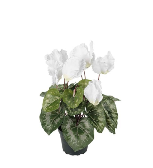 Cyclamen hvit stor