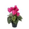 Cyclamen mørk rosa stor