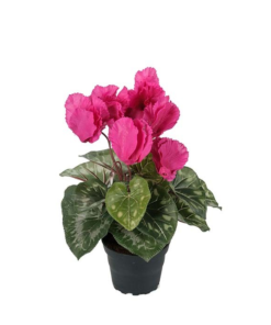 Cyclamen mørk rosa stor