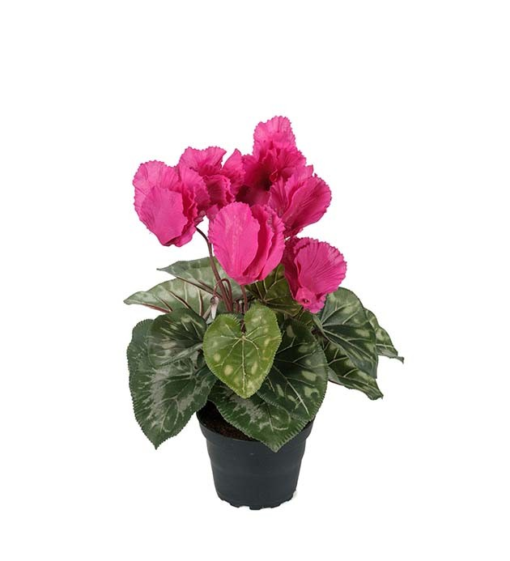 Cyclamen mørk rosa stor