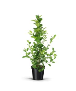 Ficus Microcarpa - Bjørkefiken Moclame 21 cm