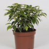 Ficus Benjamina - Bjørkefiken Kinky 12 cm