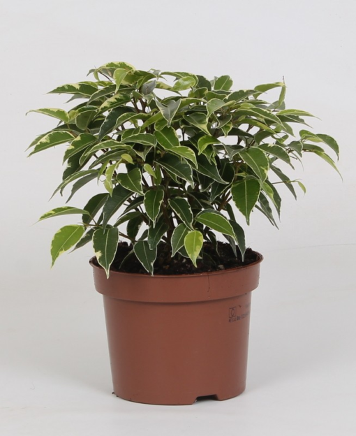 Ficus Benjamina - Bjørkefiken Kinky 12 cm