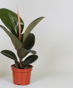 Ficus Robusta - Gummifiken 14 cm