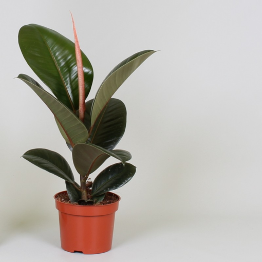 Ficus Robusta - Gummifiken 14 cm