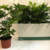 Fatsia Japonica - Stuearalia 15 cm