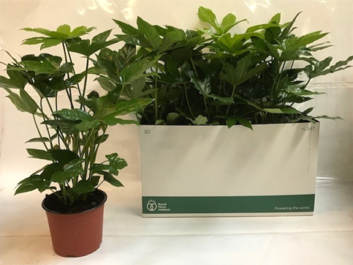 Fatsia Japonica - Stuearalia 15 cm