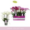 Phalaenopsis - Orkide 14 cm 3 grenet