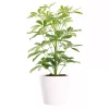 Schefflera - Paraplyplante 12 cm