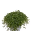 Soleirolia - Husfred 14 cm
