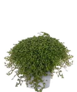 Soleirolia - Husfred 14 cm