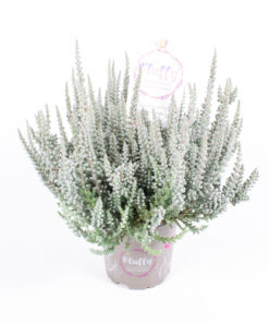 Calluna - Lyng Fluffy grey 11 cm