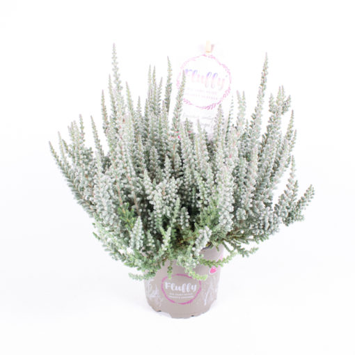 Calluna - Lyng Fluffy grey 11 cm