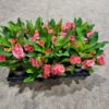 Euphorbia Milii - Kristi tornekrone 12 cm