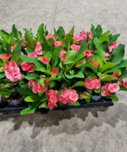 Euphorbia Milii - Kristi tornekrone 12 cm