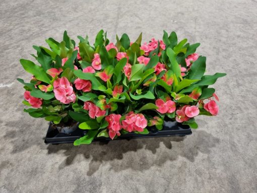 Euphorbia Milii - Kristi tornekrone 12 cm