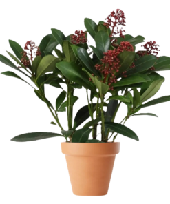 Skimmia Japonica 11 cm