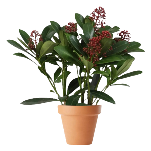 Skimmia Japonica 11 cm