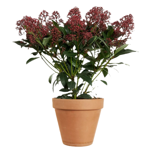 Skimmia Japonica 24 cm