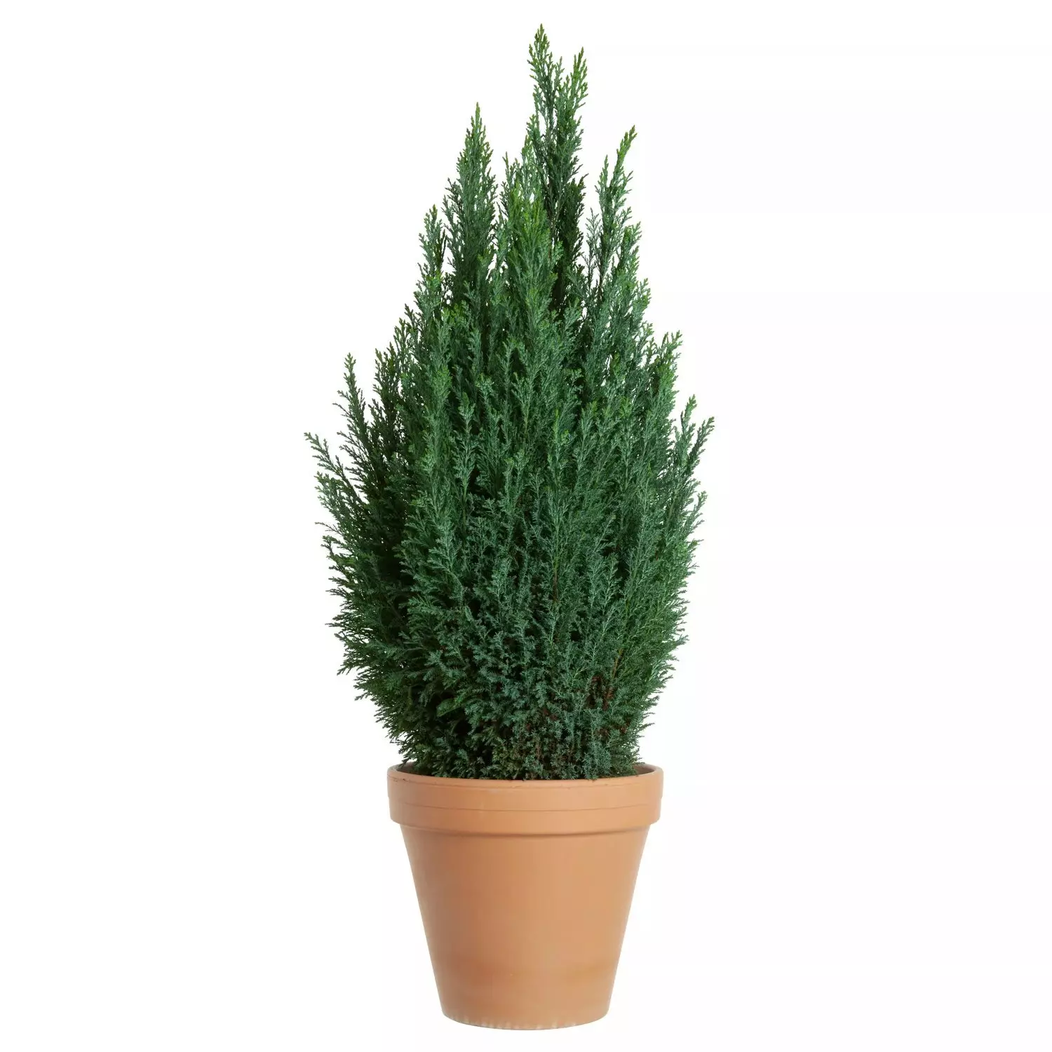 Chamaecyparis Ellwoodii - Edelsypress 17 cm