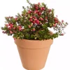 Gaultheria - Bærmyrt 13 cm