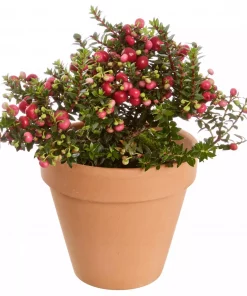 Gaultheria - Bærmyrt 13 cm
