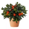 Solanum 'Megaball' orange 13 cm