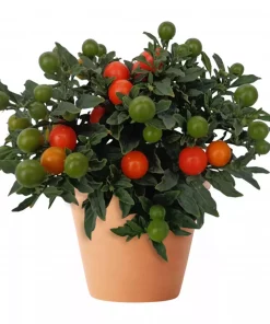 Solanum 'Megaball' orange 13 cm