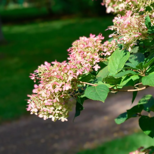 Hydrangea pan. - Syrinhortensia Grandiflora 21 cm