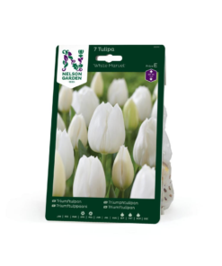 Tulipan, Triumf, White Marvel