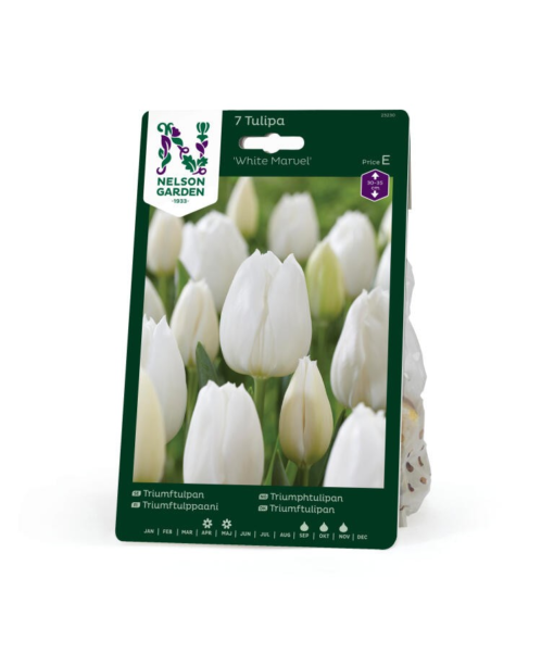 Tulipan, Triumf, White Marvel