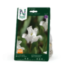 Tulipan, Triumf, White Liberstar