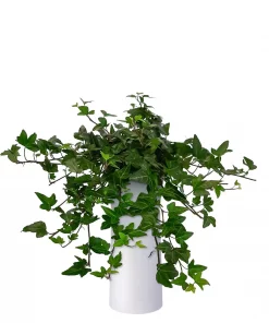 Hedera - Eføy 13 cm lange ranker