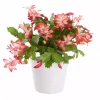 Schlumbergera - Novemberkaktus 17 cm