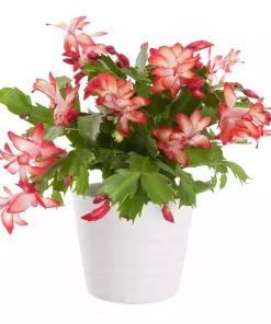 Schlumbergera - Novemberkaktus 17 cm