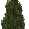 Picea Conica - Keglegran 26 cm