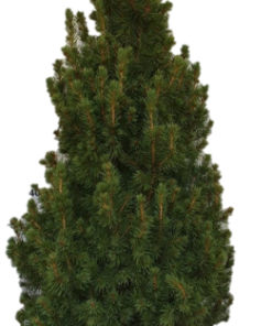 Picea Conica - Keglegran 26 cm