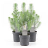 Pinus - Furu Silver Crest 11 cm