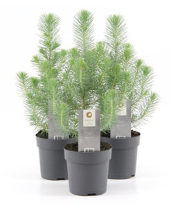 Pinus - Furu Silver Crest 11 cm