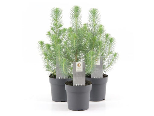 Pinus - Furu Silver Crest 11 cm