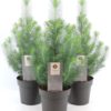 Pinus - Furu Silver Crest 17 cm