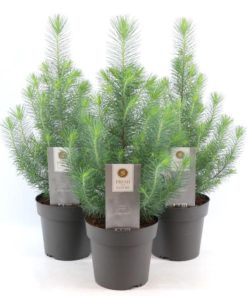 Pinus - Furu Silver Crest 17 cm