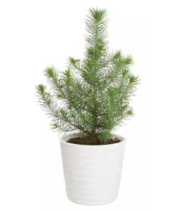 Pinus - Furu Silver Crest 12 cm