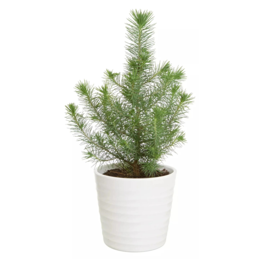 Pinus - Furu Silver Crest 12 cm