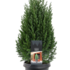 Juniperus Stricta - Kinaeiner 19 cm