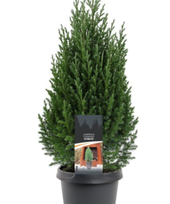 Juniperus Stricta - Kinaeiner 19 cm