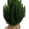 Juniperus Stricta - Kinaeiner 23 cm